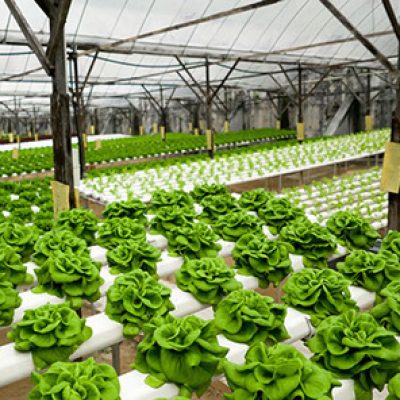 Food production method in hydroponic plant system. Growing lettuce in greenhouse using mineral salt solution.